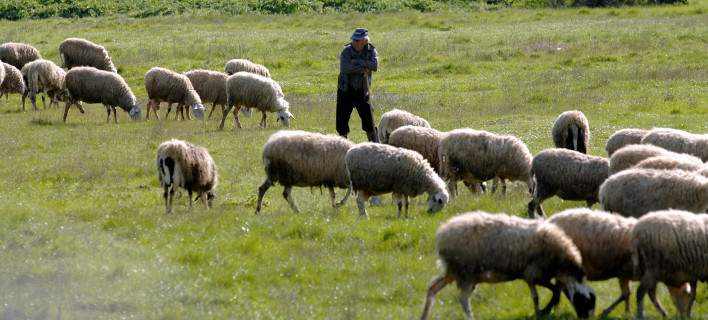 Καταστρέφεται η κτηνοτροφία της χώρας: Η ευλογιά «θερίζει» κοπάδια στη Λέσβο -Τρία τα σενάρια εξάπλωσής της